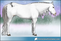Horse Color:White Spotted Brown Appaloosa 