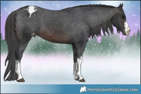 Horse Color:White Spotted Brown Appaloosa 