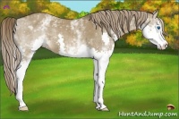 Horse Color:White Spotted Liver Red Dun Splash