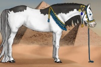 Horse Color:Liver Chestnut Splash 