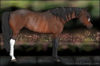 Horse Color:Bay Rabicano 