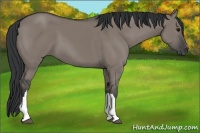 Horse Color:Grullo 