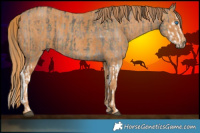 Horse Color:Plaid Grullo Splash Brindle