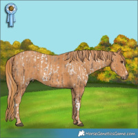 Horse Color:White Spotted Liver Red Dun Ice Splash  Brindle