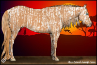 Horse Color:Buckskin Pearl Snowflake Varnish  Brindle