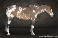 Horse Color:White Spotted Brown Dun Sabino 