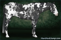 Horse Color:White Spotted Black Splash Frame 