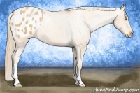 Horse Color:Gold Champagne Blanket 