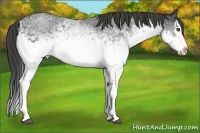 Horse Color:White Spotted Smoky Blue Roan Splash