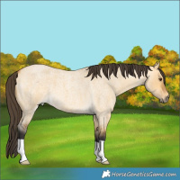 Horse Color:Buckskin Roan Dun 