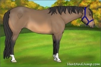 Horse Color:Buckskin 