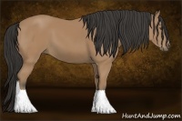Horse Color:Buckskin 