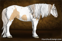 Horse Color:Palomino Roan Splash Tobiano 