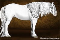 Horse Color:Cremello Tobiano Appaloosa Rabicano 
