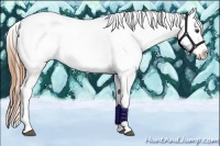 Horse Color:Chestnut Blanket 