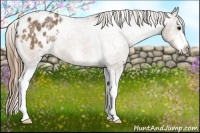 Horse Color:White Spotted Buckskin Appaloosa 