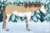 Horse Color:Red Dun Splash  Brindle