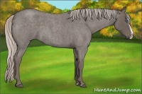 Horse Color:Silver Blue Roan Splash