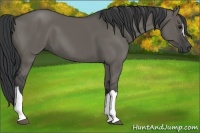 Horse Color:Grullo 