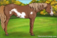 Horse Color:Chestnut Frame