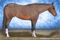 Horse Color:Bay Varnish 