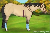Horse Color:Bay Dun
