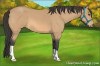 Horse Color:Buckskin Roan 