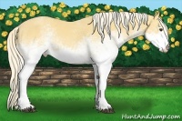 Horse Color:White Spotted Palomino 