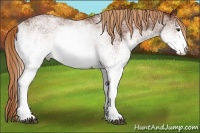 Horse Color:White Spotted Chestnut 