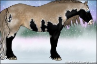 Horse Color:Liver Chestnut Sabino Splash