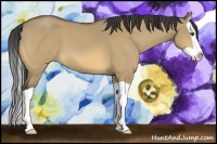 Horse Color:Buckskin Dun Splash