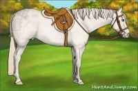 Horse Color:Perlino Roan 