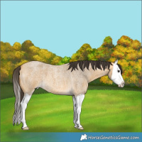 Horse Color:Buckskin Roan Splash