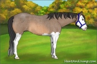 Horse Color:Buckskin Roan Splash 