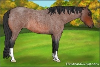 Horse Color:Bay Roan 