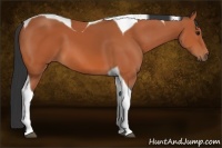 Horse Color:Bay Tobiano 