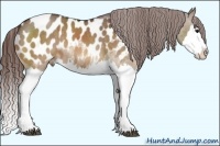 Horse Color:Bay Dun Splash Appaloosa  Brindle