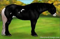 Horse Color:Chestnut Appaloosa