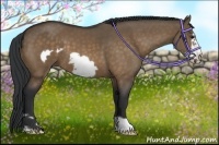 Horse Color:Bay Dun Frame 