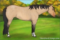 Horse Color:Bay Roan Dun Sabino
