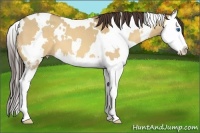 Horse Color:White Spotted Amber Champagne Dun Sabino Splash