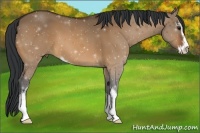 Horse Color:Bay Dun Sabino