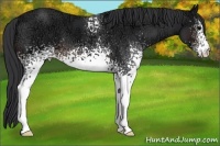 Horse Color:White Spotted Brown Ice