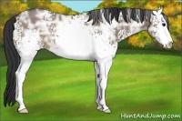 Horse Color:White Spotted Brown Ice Dun Sabino 