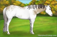Horse Color:White Spotted Classic Champagne Dun Splash 