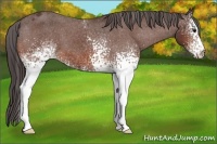 Horse Color:White Spotted Bay Appaloosa