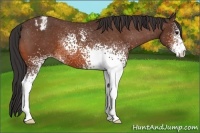 Horse Color:White Spotted Bay Appaloosa
