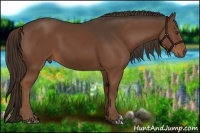 Horse Color:Liver Chestnut 