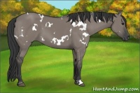 Horse Color:White Spotted Grullo