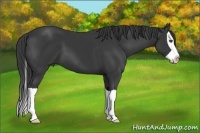 Horse Color:Black Splash